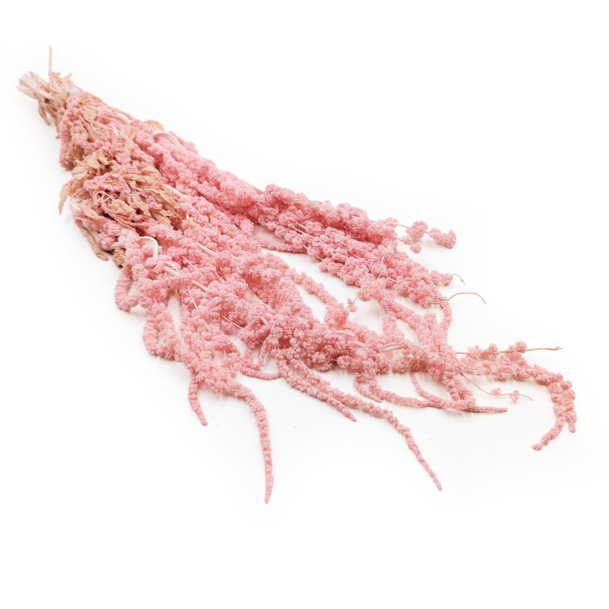 Stabilisiertes Amaranth – Amaranth – Rosa