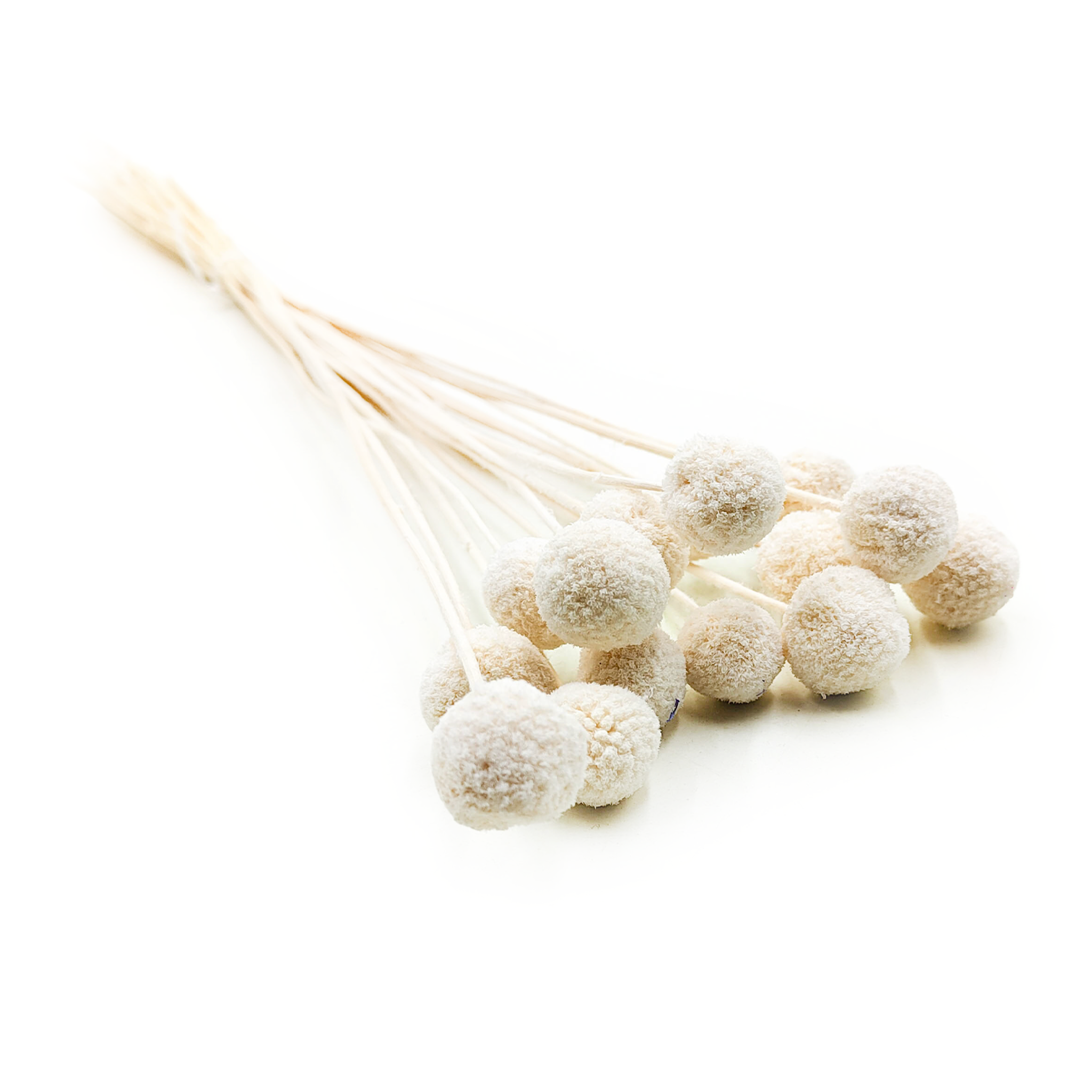 Craspedia Gebleicht - (Gebleicht Extra Craspedia) - Bouquet mit 15 Stk.