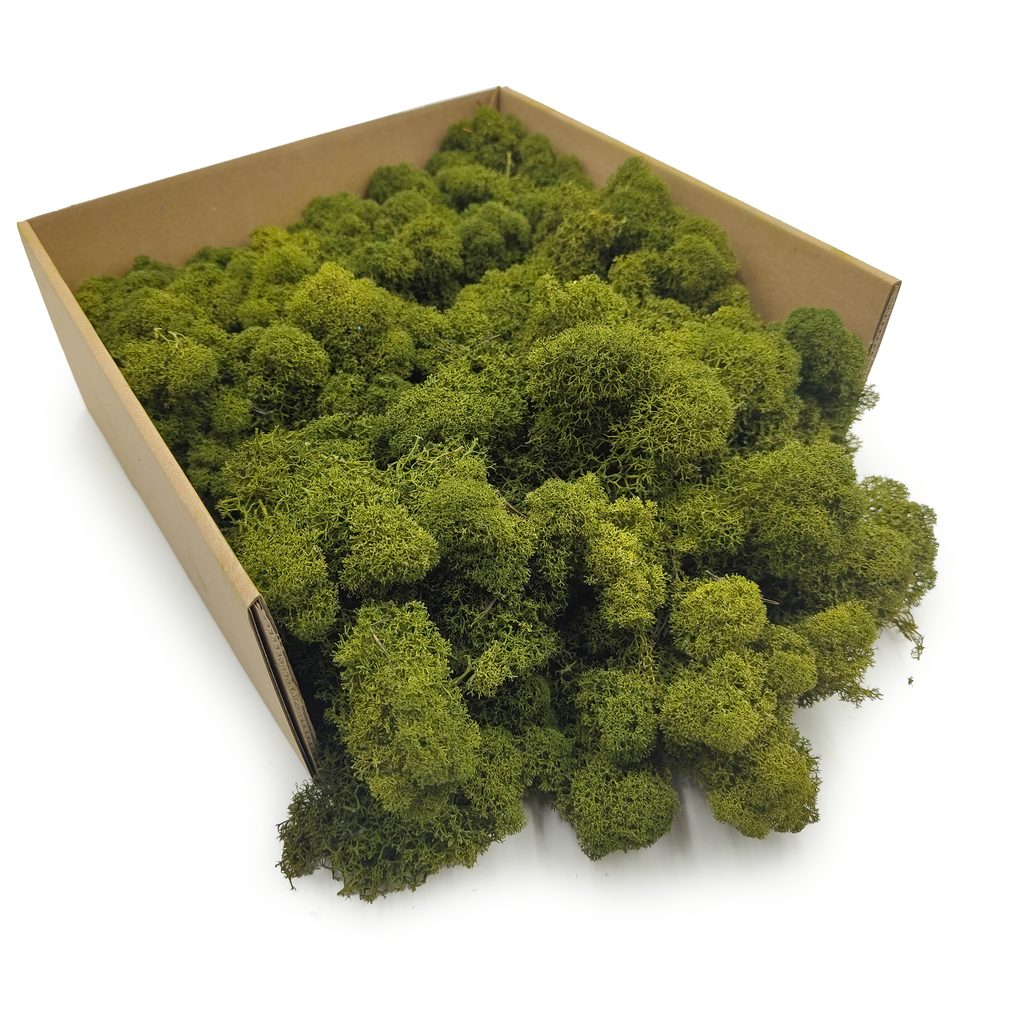 Rentiermoos – Finnisch – Gereinigt – Olivgrün – 250g NET
