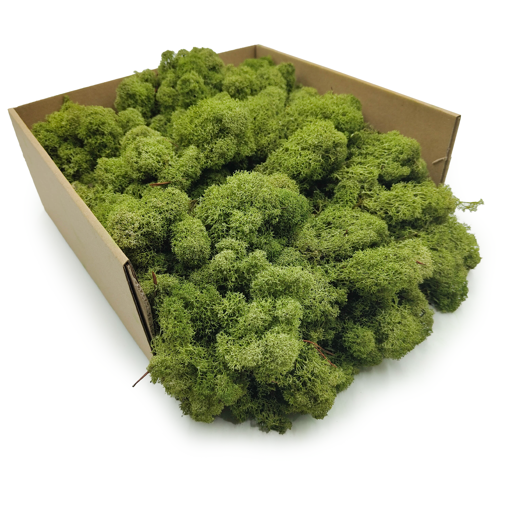 Rentiermoos – Finnisch – Gereinigt – Mittelgrün – 50g NET