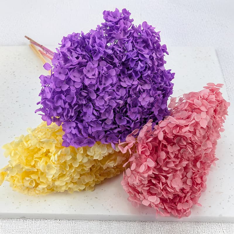 Royal Hortensie Cabeza oder Conical – welche wählen? Unterschiede, Anwendung, Inspirationen