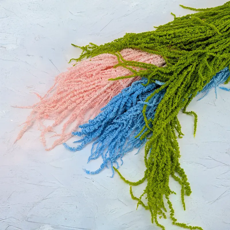 Stabilisierter Amaranthus aus der Royal-Linie – beeindruckende Länge und Kaskadeneffekt