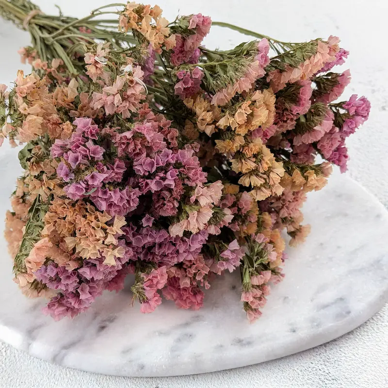 Strandflieder – die Blume des Augusts und ein Klassiker der Trockenfloristik